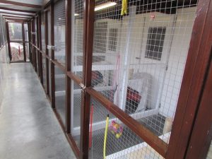 Indoor Cattery at Westfield Kennels and Cattery