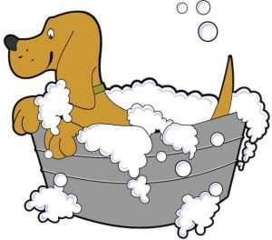 Dog grooming - dog in Bath
