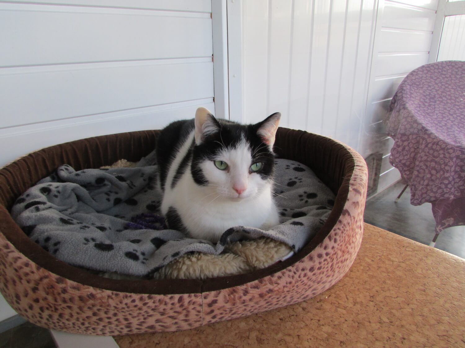 Comfortable Cat at Westfield Cattery