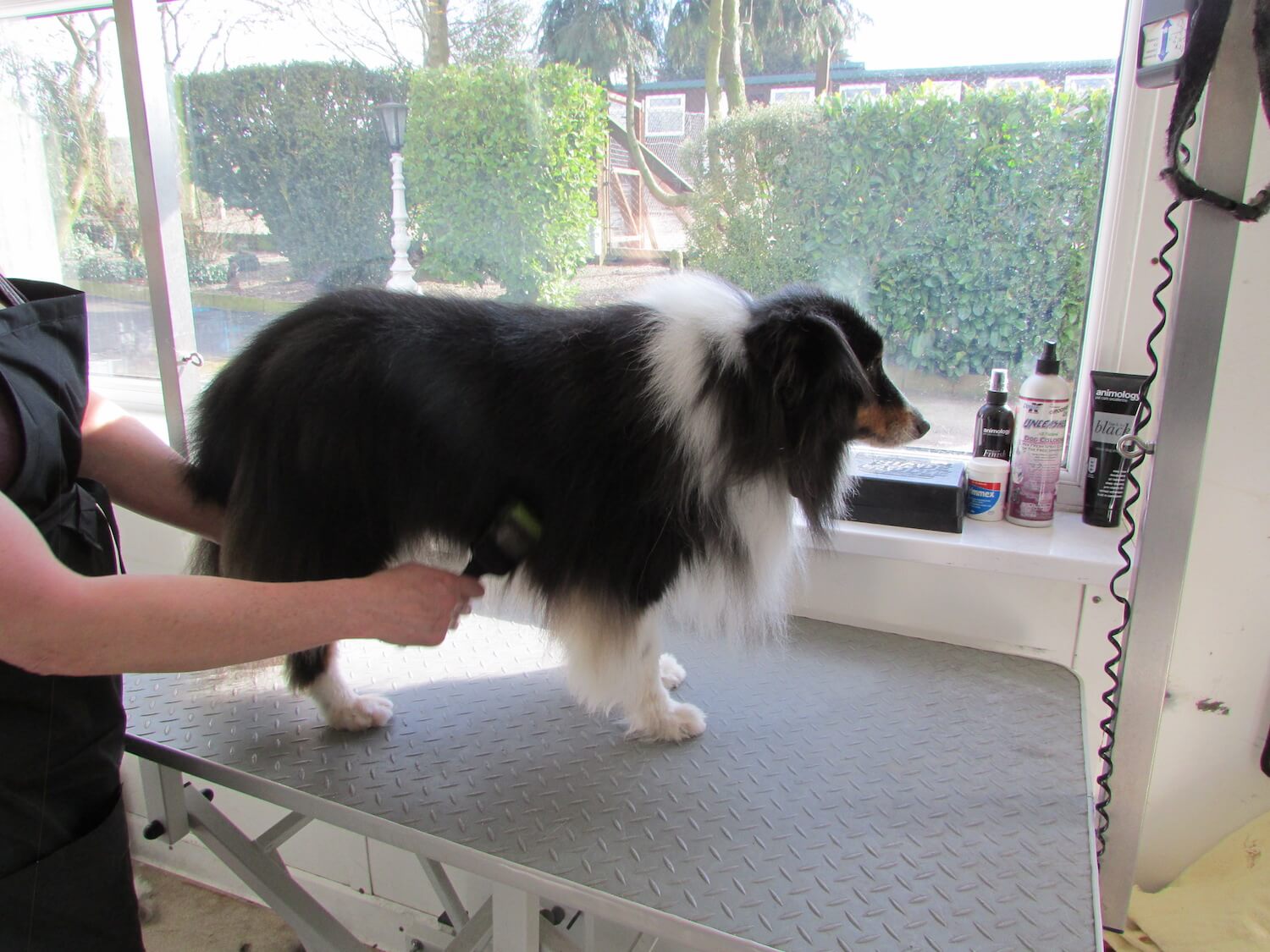 Dog Grooming at Westfield Kennels